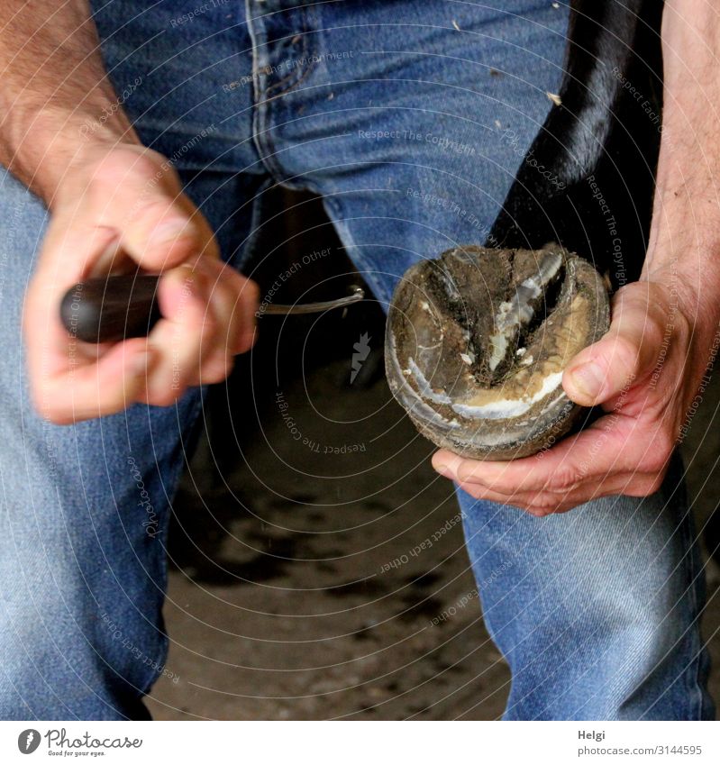 Hands of a man holding a horse's hoof for cleaning Human being Arm Fingers Legs 1 Jeans Animal Pet Horse Hoof To hold on Authentic Uniqueness Blue Brown Pink
