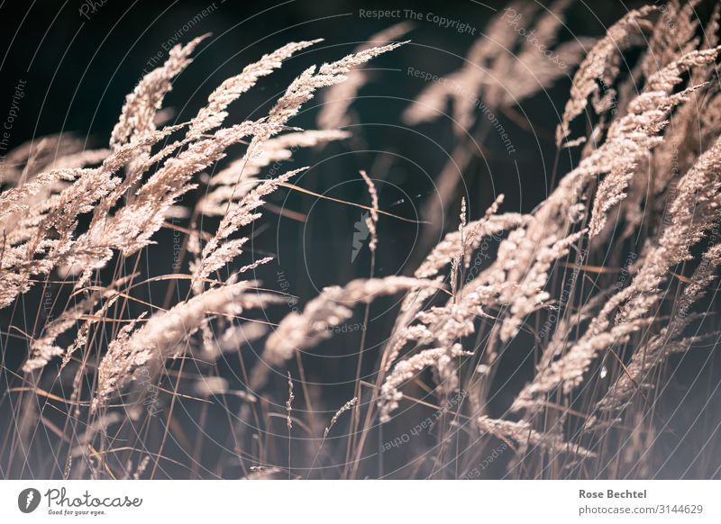 Grasses in the wind Nature Plant Brown Wind Dry Drought Grass blossom Colour photo Exterior shot Deserted Day