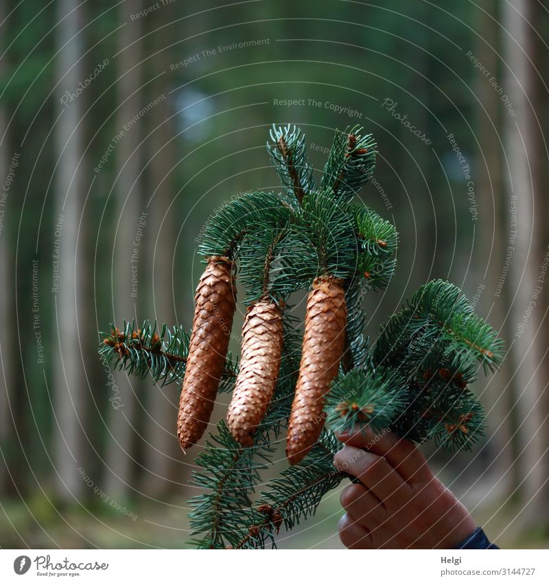Hand holding a fir branch with three fir cones, forest in the background Christmas & Advent Environment Nature Plant Tree Twig Fir branch Fir cone Forest