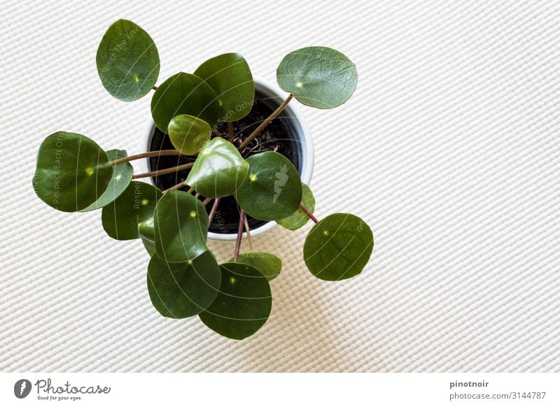 Pilea Peperomioides Flat (apartment) Decoration Nature Plant Foliage plant Pot plant Growth Cute Round Town Green White Living or residing Background picture