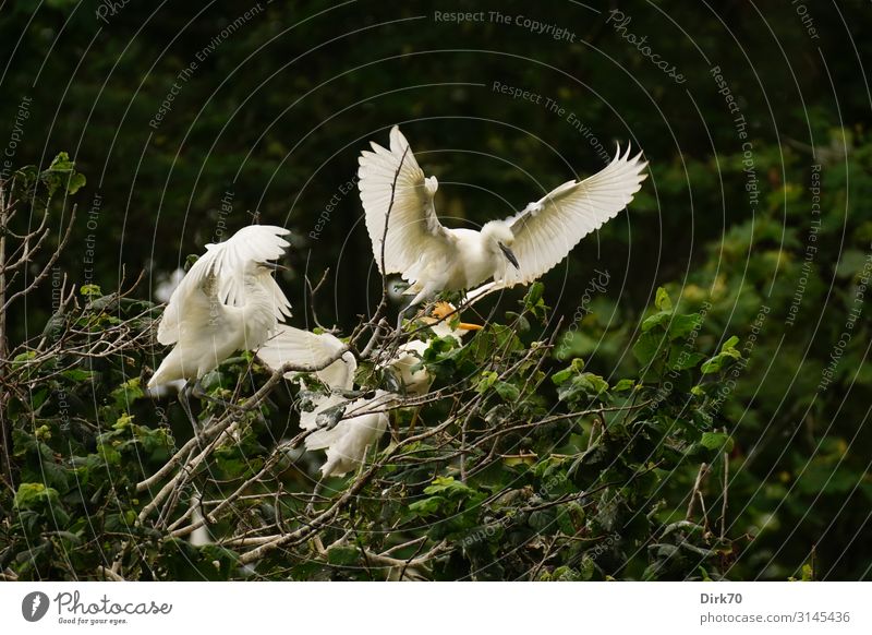 And take off! ... in the Little Egret breeding colony. Environment Nature Summer Plant Tree Park Forest Santillana del Mar Spain Cantabria Animal Wild animal