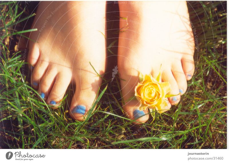 footflower Flower Yellow Meadow Grass Nail polish Romance Barefoot Sun Summer Feet Blue Skin Nature Exterior shot