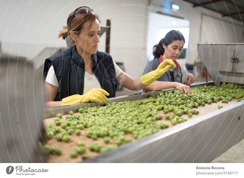 Olive workers Fruit Work and employment Profession Factory Industry Business Woman Adults Hand Gloves Select Testing & Control Quality barrel belt choice