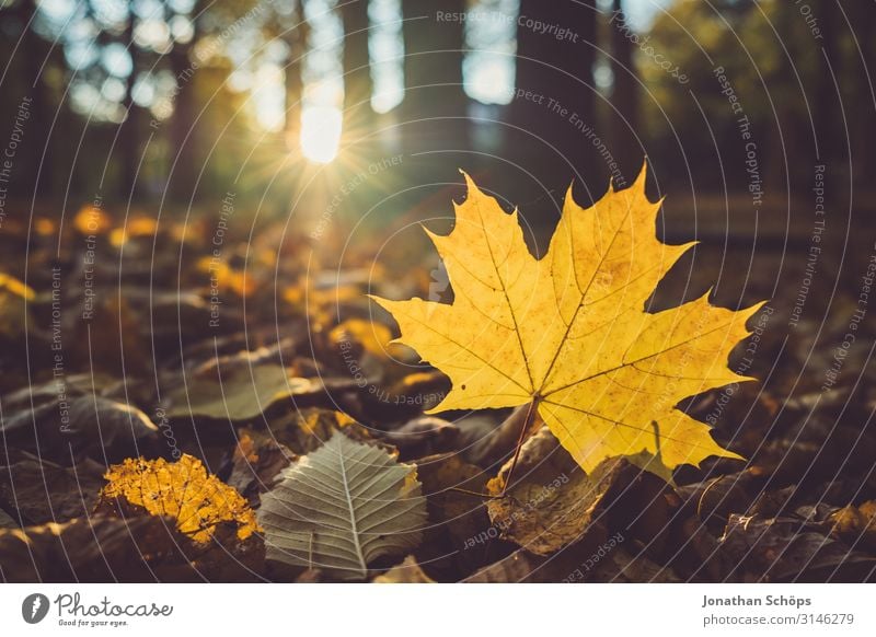 yellow maple leaf on the forest floor Calm Nature Autumn Leaf Forest Yellow Attentive Transience Evening sun Chemnitz Seasons October Autumnal Orange Maple tree