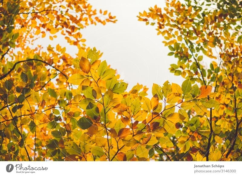 colorful autumn leaves with gap for the sky Calm Nature Autumn Leaf Forest Yellow Attentive Transience Evening sun Seasons October Autumnal Multicoloured Orange