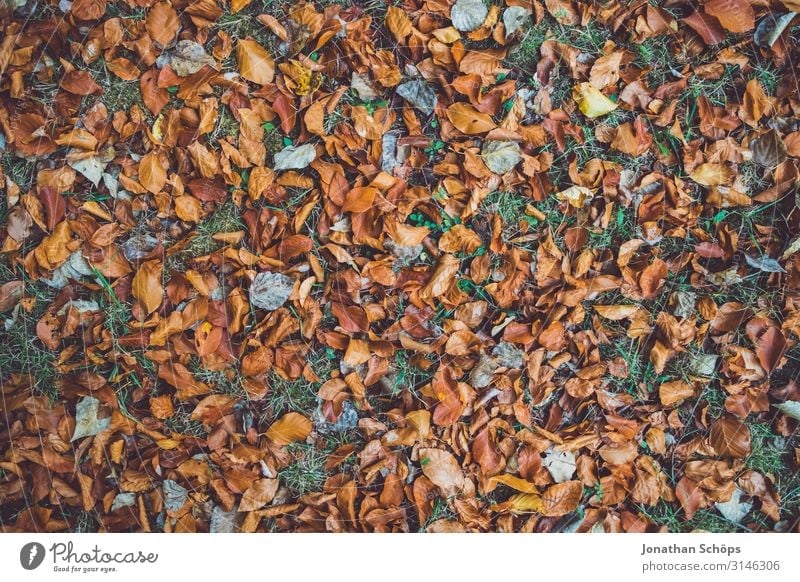 Autumn leaves on meadow top view Calm Nature Leaf Forest Yellow Attentive Transience Evening sun Seasons October Autumnal Multicoloured Brown Autumnal colours