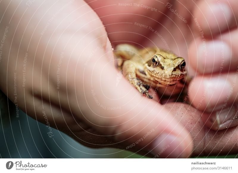 Grass frog in hand Hiking Child Hand Fingers 8 - 13 years Infancy Environment Nature Animal Autumn Forest Wild animal Frog Animal face Baby animal Observe
