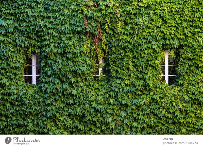 uncontrolled growth Nature Autumn Leaf Virginia Creeper Window 3 Many Green Overgrown Growth Colour photo Exterior shot Structures and shapes Deserted
