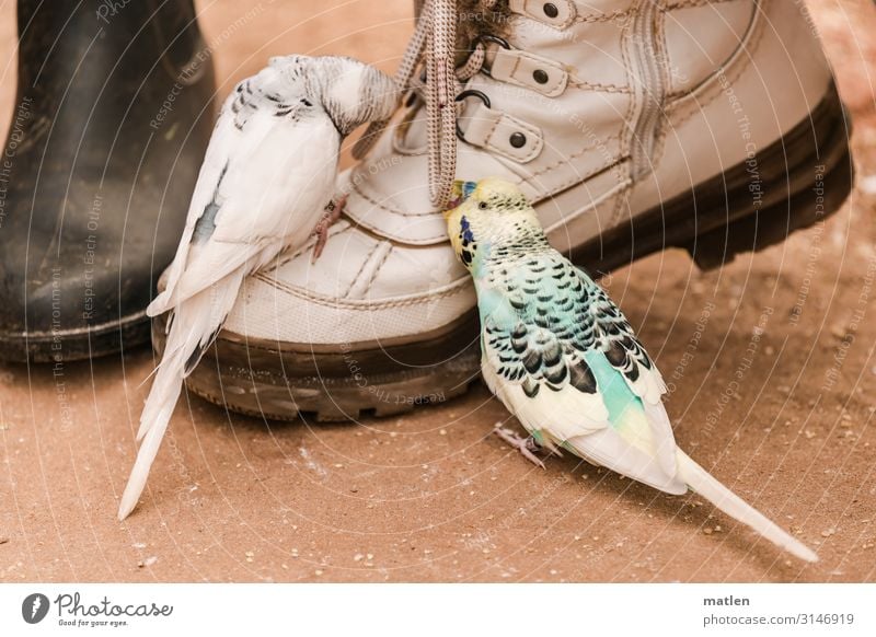 Alexa-close me the shoes. Animal Bird 2 Uniqueness Brown Yellow Gray Green White Footwear Shoelace Budgerigar Eating Colour photo Exterior shot Copy Space left
