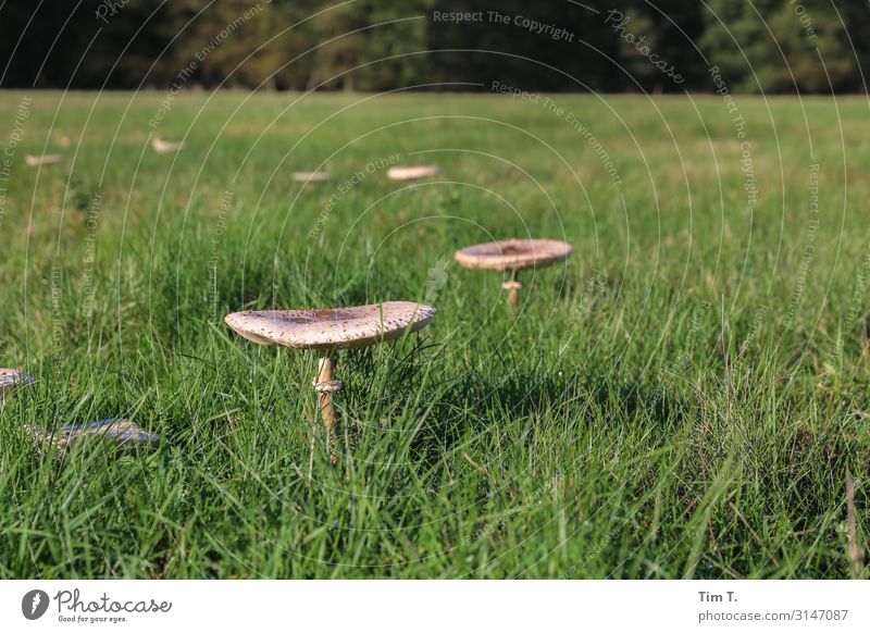 mushrooms Environment Nature Landscape Plant Earth Autumn Grass Mushroom Brandenburg Discover Meadow Clearing Colour photo Exterior shot Deserted Copy Space top
