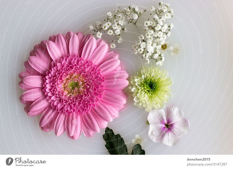 Flowers float in milk water Blossom Gerbera Baby's-breath Leaf Pink White Green Nature Interior shot Bright Romance Wedding Love Water Lifestyle Cosmetics