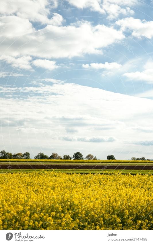 on the land (objective). Landscape Field Mustard mustard yellow Row of trees Exterior shot Deserted Nature Colour photo Sky Environment Copy Space top Plant