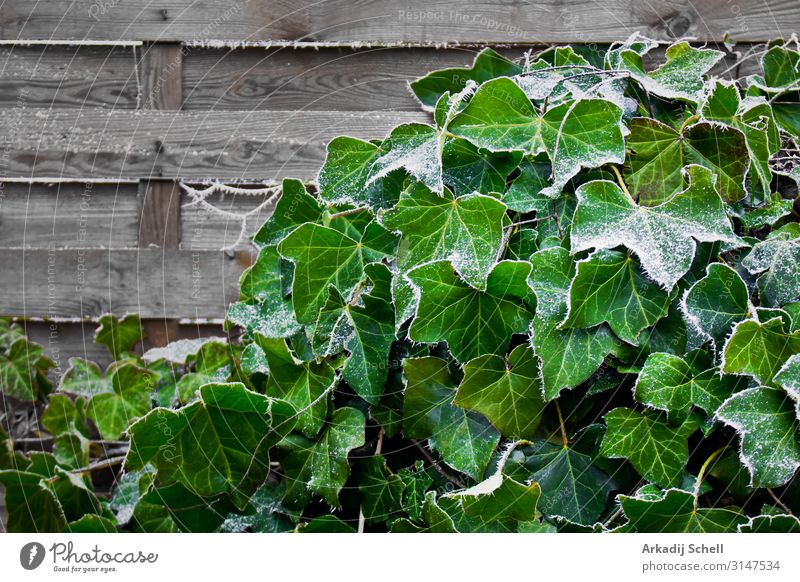Ivy climbs up wooden wall in the garden.v abstract background botany climber environment flora flower foliage food fresh garden plant green growth ivy ivy plant