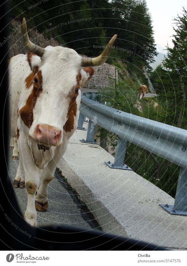 Cow on a mountain road Harmonious Vacation & Travel Tourism Trip Freedom Mountain Hiking Animal Pet Farm animal 1 Movement Driving Going Walking Looking Dirty
