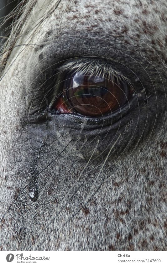 Tears of a horse Equestrian sports Ride Academic studies Veterinarian animal hospital Health care veterinary healer Nature Animal Spring Wind Pet Horse 1 Drop
