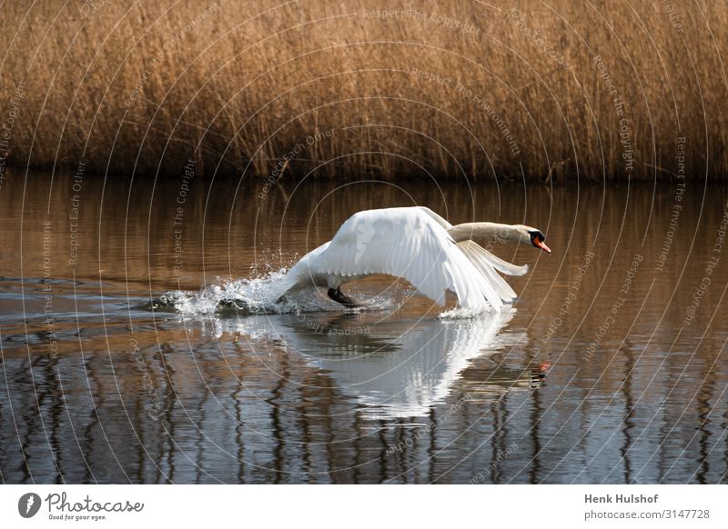 Swan starting up to fly from the water surface Environment Nature Landscape Beautiful weather Waterplant River Animal 1 Flying ditch White Colour photo