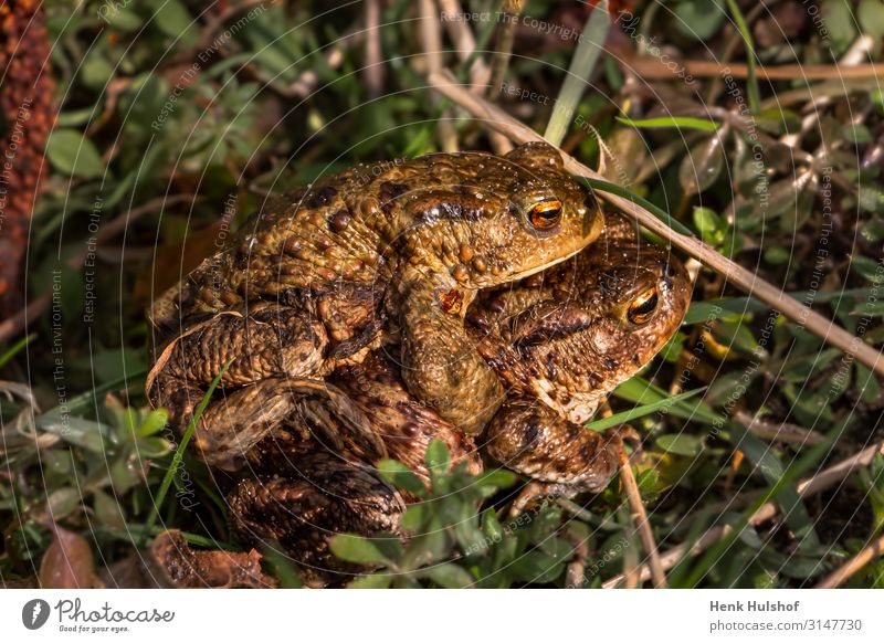 Toads making love in the grass Animal Frog 2 Rutting season Love Together Brown Multicoloured Gold Green Emotions Spring fever Romance Eroticism Lust