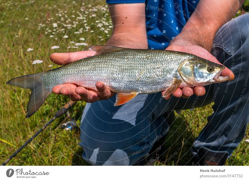Catching asp in the river Sports Human being Body Chest Arm 1 18 - 30 years Youth (Young adults) Adults Environment Nature Water River IJssel Animal Fish Asp