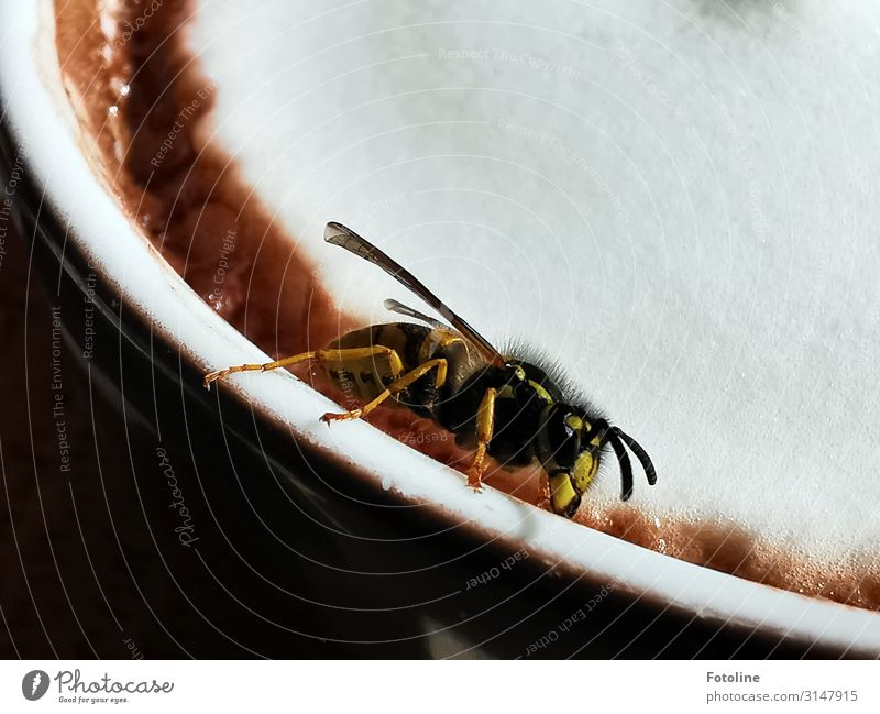 Let's share! Animal Wild animal Wing 1 Brash Free Bright Near Natural Brown Yellow Black White Wasps Cup Hot Chocolate milk foam Foam Sweet Insect Colour photo