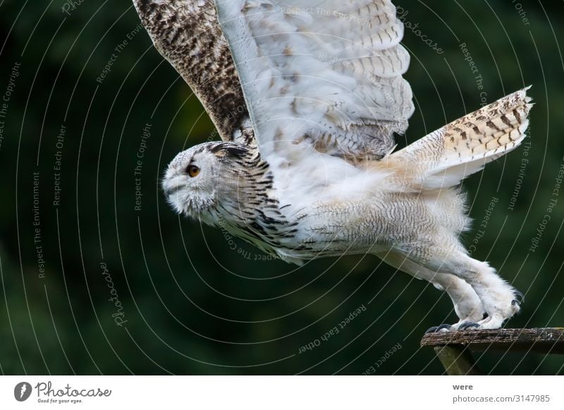 Snowy owl in flight Nature Animal Wild animal Bird 1 Flying Soft Bubo scandiacus Falconer plumage prey bird of prey copy space falconry feathers fly hunting