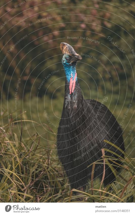 Helmet Cassowary Tree Grass Meadow Forest Deserted Animal Bird 1 Dark Exotic Blue Gray Green Pink Black Colour photo Subdued colour Exterior shot
