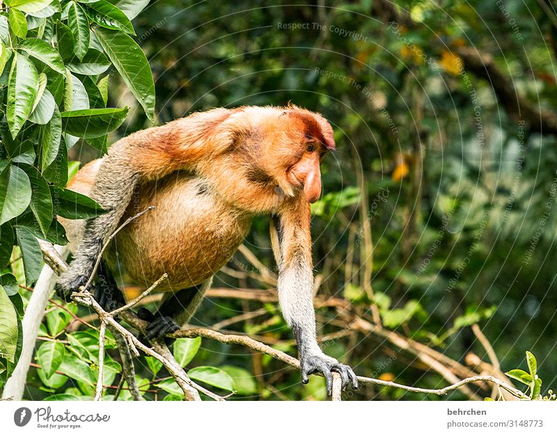fine nose Vacation & Travel Tourism Trip Adventure Far-off places Freedom Tree Leaf Virgin forest Wild animal Animal face Pelt Monkeys Eurasian monkey