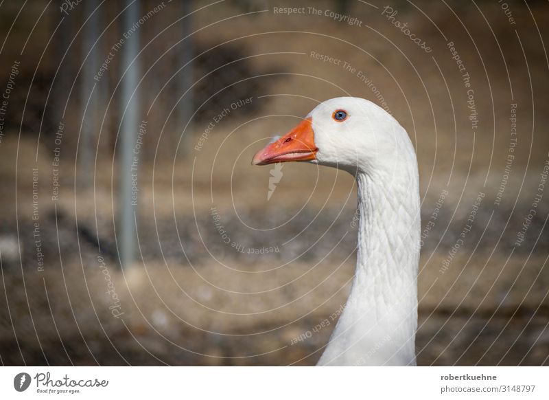 Head of a goose Vacation & Travel Mountain Nature Animal Pet Bird Animal face Goose 1 Looking Bravery Safety Serene Colour photo Copy Space left