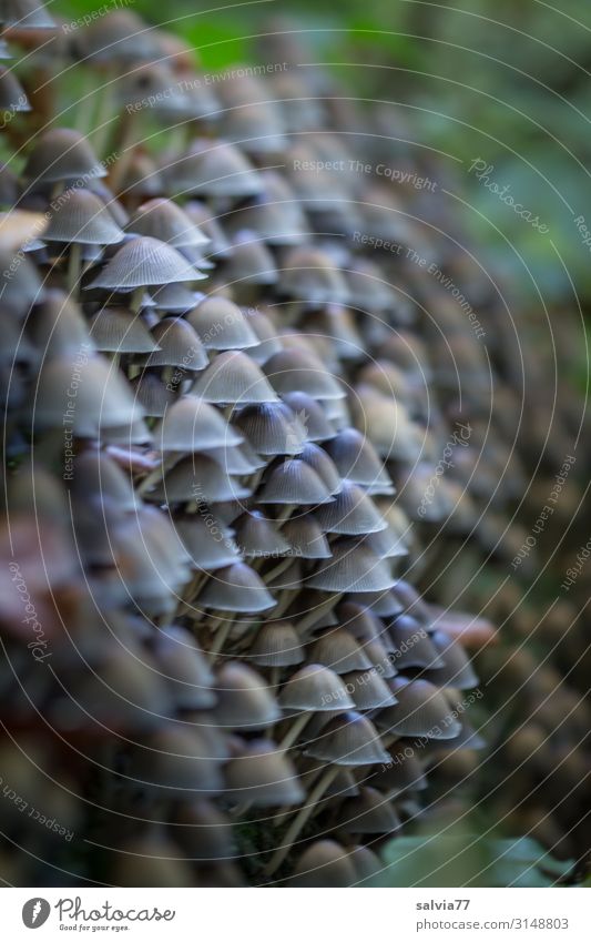 swarm of mushrooms Environment Nature Plant Autumn Wild plant Mushroom Forest Growth Exceptional Transience Change Flock Crowd of people Many Protection