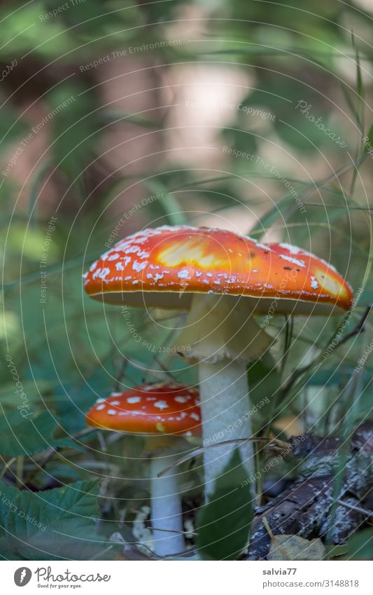 Fly agaric family Amanita mushroom Plant Nature Mushroom forest soils Forest Autumn Shallow depth of field Amanita Muscaria Intoxicant Good luck charm