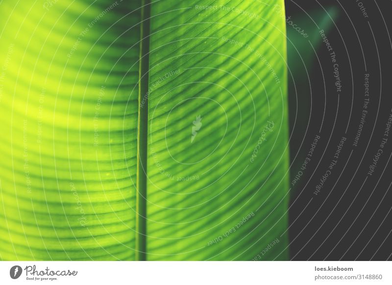 Closeup of a neon coloured heliconia leaf Design Spa Summer Nature Stripe Healthy Retro Yellow Green Emotions Happy Joie de vivre (Vitality) Optimism