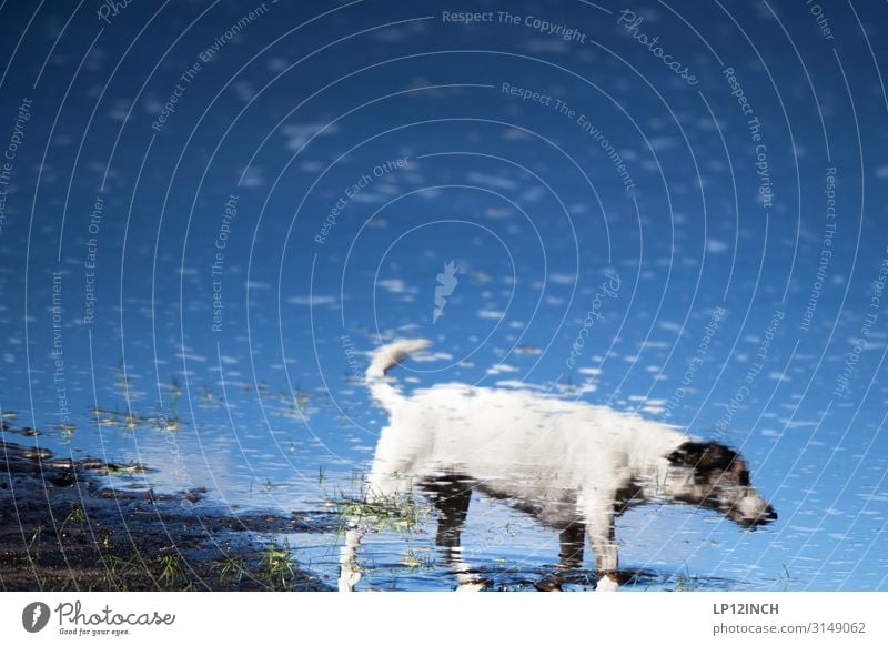Hilde Water Animal Pet Dog 1 Going Crazy Wild Blue Bizarre Loneliness Dream Puddle Reflection Friendship Walk the dog To go for a walk Colour photo