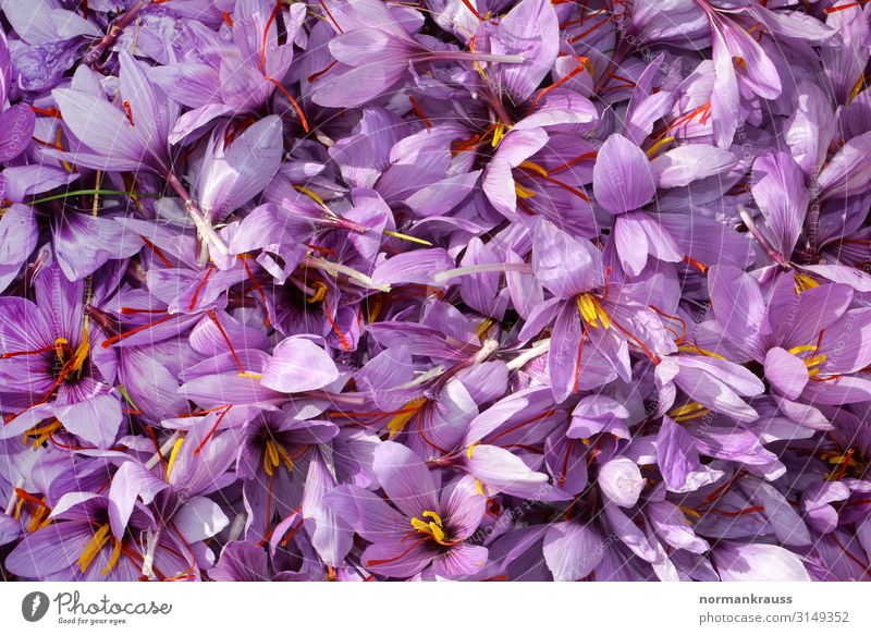 freshly harvested saffron blossoms Herbs and spices Plant Blossom Saffron Fragrance Fresh Small Delicious Violet Flower Colour photo Exterior shot Close-up