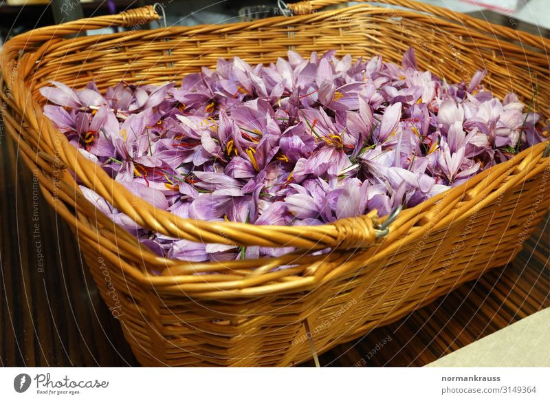 freshly harvested saffron blossoms in a basket Herbs and spices Saffron Plant Flower Basket Fragrance Healthy Natural Violet Blossom Harvest Colour photo