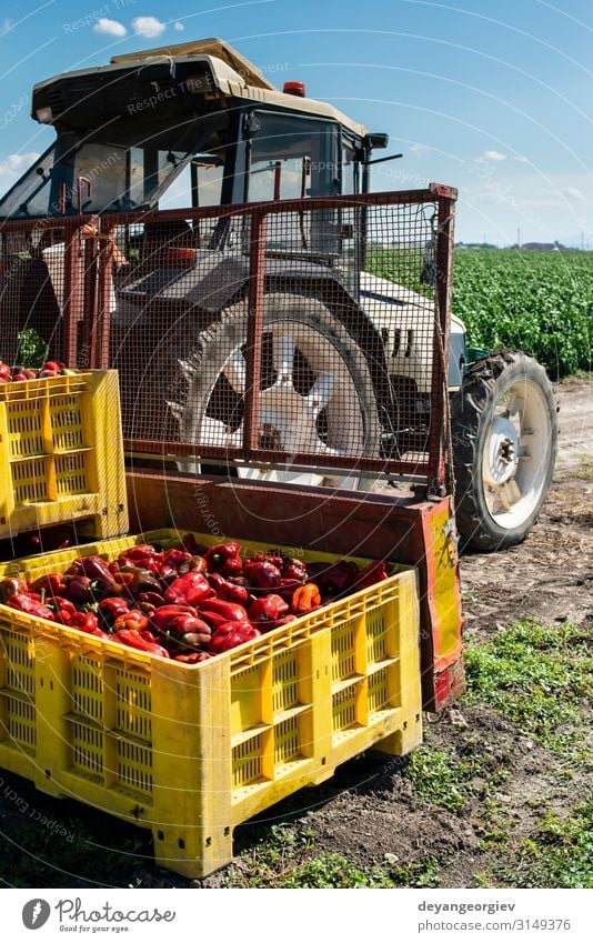 Mature big red peppers on tractor in a farm. Vegetable Nutrition Plant Transport Growth Fresh Natural Red ripen traktor picking Crate Chili agricultural Farm