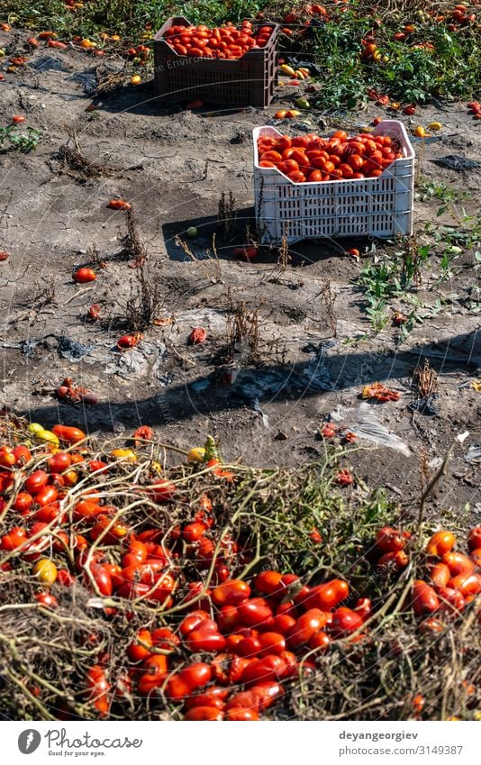 Picking tomatoes manually in crates. Tomato farm. Plant Growth Fresh Natural Red Agriculture picking Industrial Crate cultivate Biotechnology production