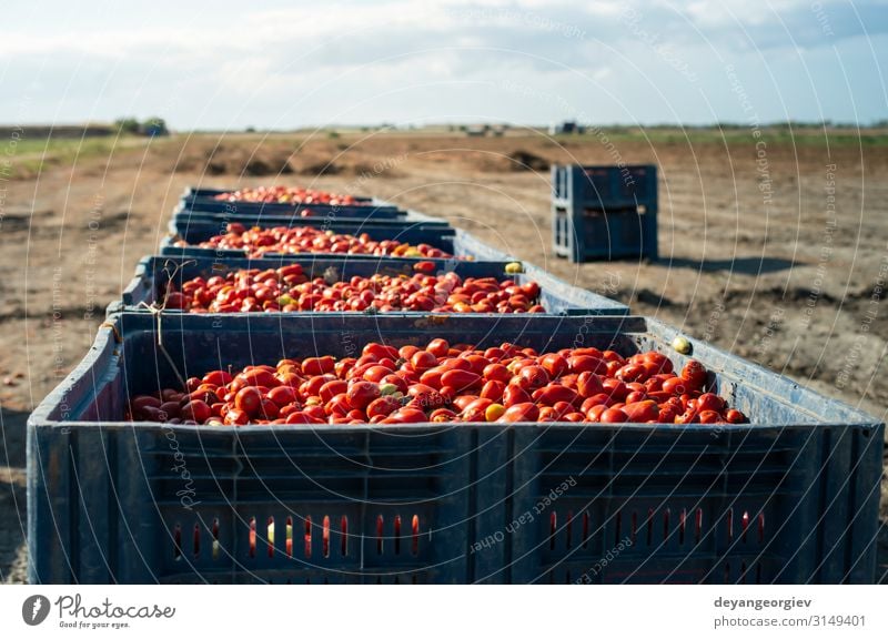 Big crates with tomatoes. Vegetable Fruit Nutrition Industry Business Transport Container Fresh Natural Red White Tomato Crate canning Farm Seasons Harvest food