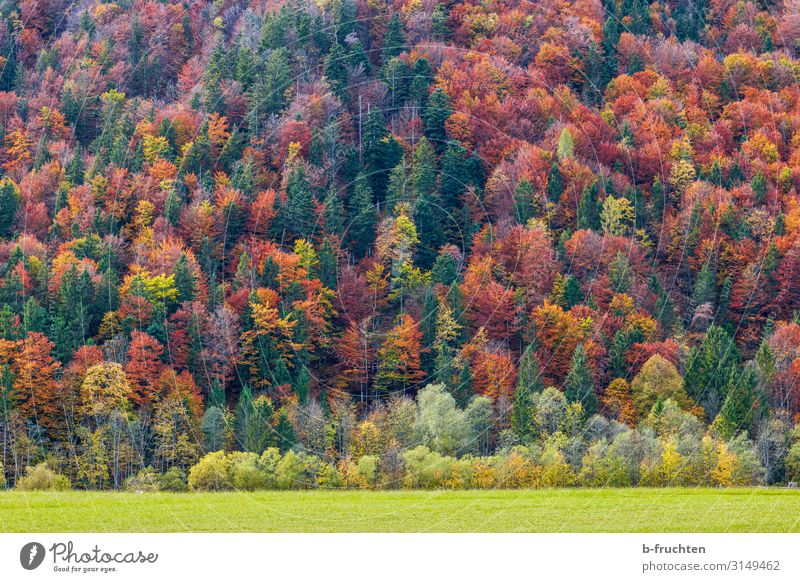 autumn forest Tourism Freedom Nature Landscape Autumn Beautiful weather Plant Tree Forest Old To enjoy Multicoloured Change Automn wood Autumnal