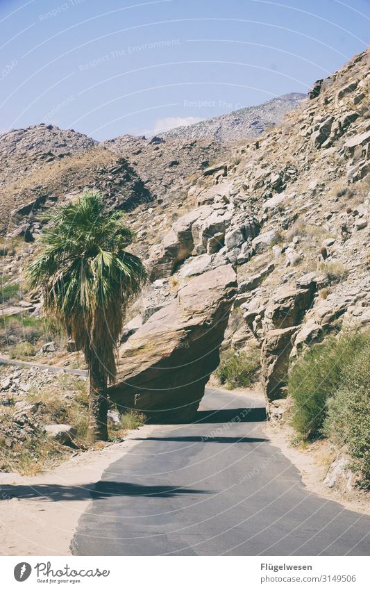 It's gonna be tight Americas USA West Coast Rock formation Mountain Palm tree tarred road