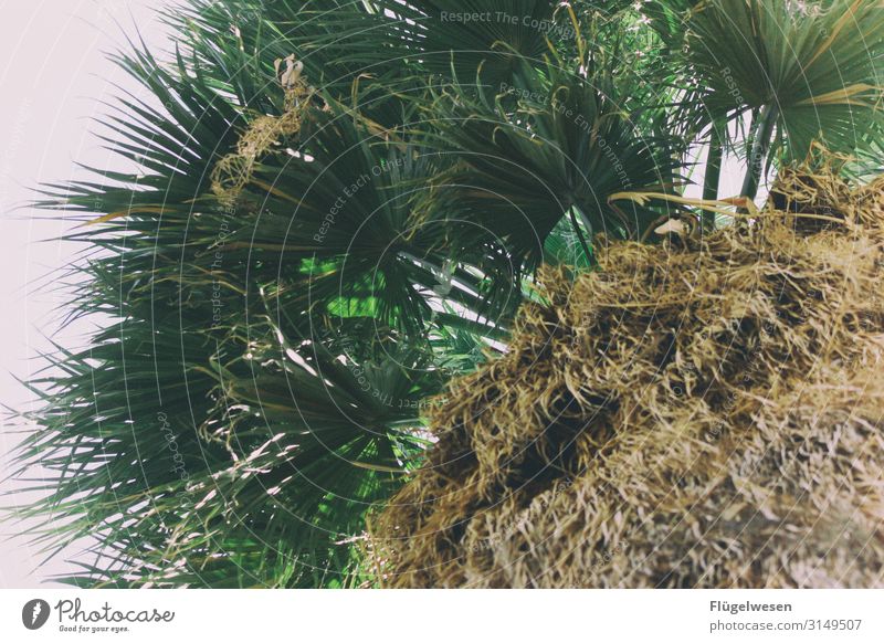 palm Palm tree Palm frond Palm beach Palm roof Palm House palm branches palm garden USA National Park Americas
