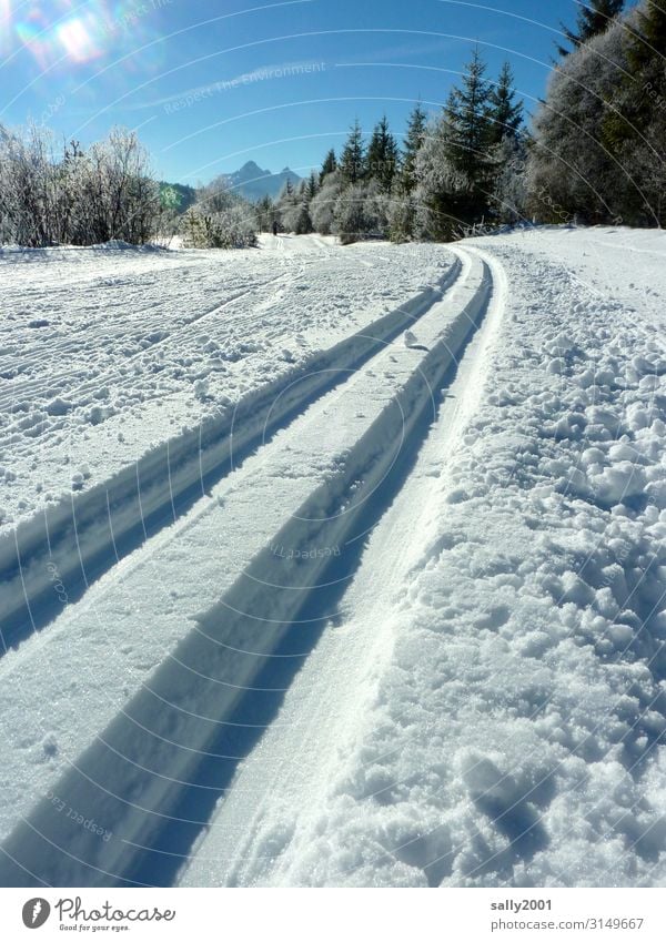 the track is prepared... Sports Winter sports Skiing Cross country skiing Cross-country ski trail Beautiful weather Snow Forest Alps Relaxation Sharp-edged Free