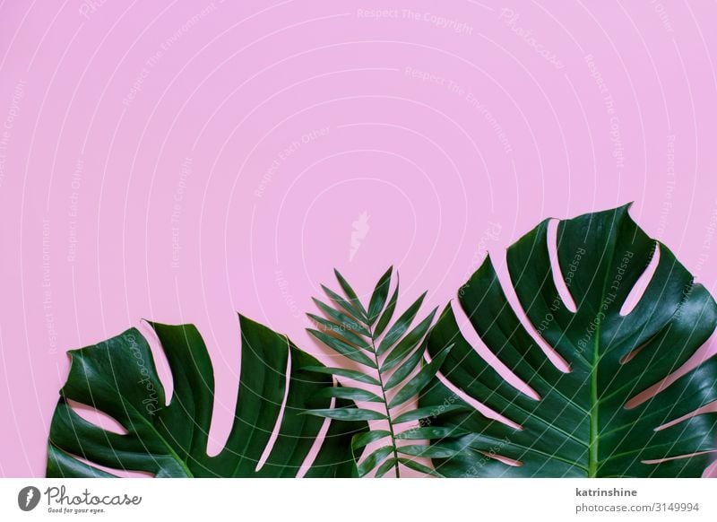 Tropical background with Monstera leaves Design Exotic Vacation & Travel Summer Beach Plant Leaf Bright Hip & trendy Modern Green Pink Creativity palm