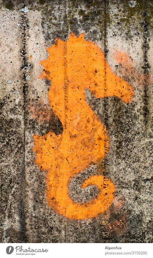 Elbseepferdchen | UT HH19 Art Wall (barrier) Wall (building) Animal Wild animal Seahorse Graffiti Swimming & Bathing Cute Orange Happy Happiness Contentment