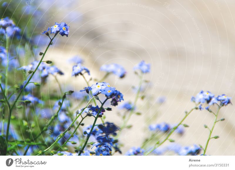 unforgotten Plant Spring Summer Beautiful weather Flower Forget-me-not Garden Field Blossoming Simple Friendliness Bright Small Natural Cute Blue Green White