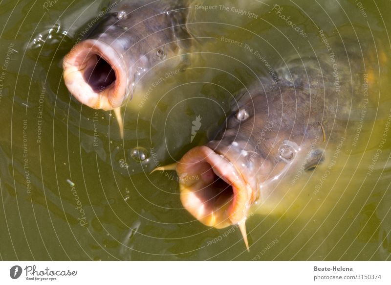 Taken literally l They can't get their mouths full: hungry carps look out  of murky water - a Royalty Free Stock Photo from Photocase