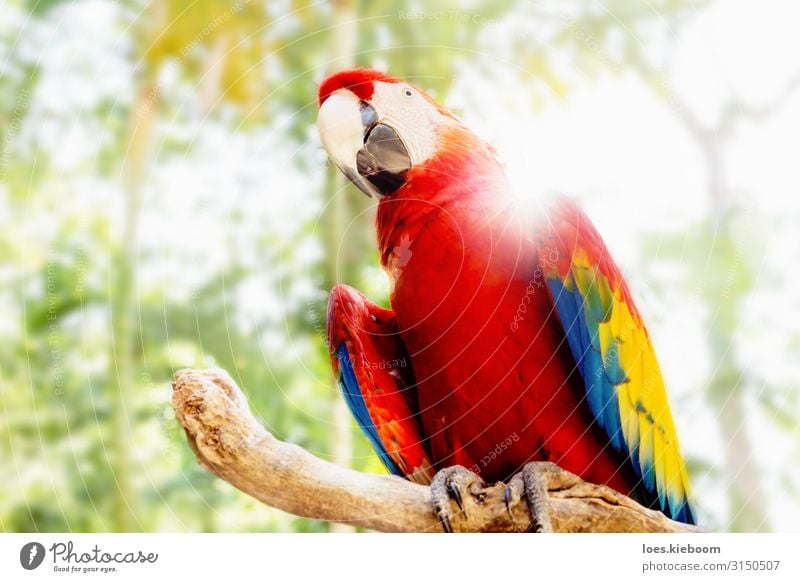 Kinky Red scarlet macaw in jungle Nature Animal Sunlight Summer Tree Exotic Park Virgin forest Pet Wild animal Bird Wing Zoo Parrots 1 Warmth Joy parrot feather