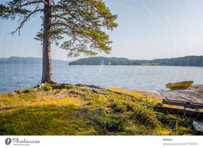 Pine tree and boat on the shore of a lake Scandinavia Vacation mood Summer Relaxation Lake bank Jawbone Water Light and shadow Loneliness Happy tranquillity
