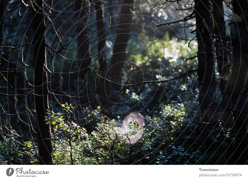 Morning sun on small spider web in forest Spider's web Round Light Sunlight Bright Forest trees Tree trunk branches Dark Shadow shrubby Green Nature Deserted