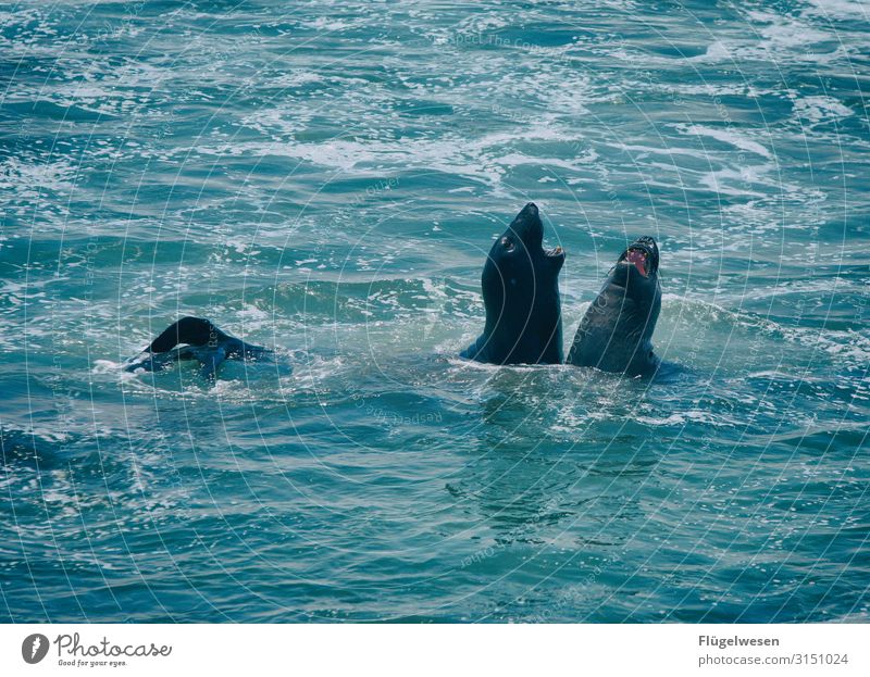 Animal friends Harbour seal Sea lion Joy Water bathe Swimming & Bathing