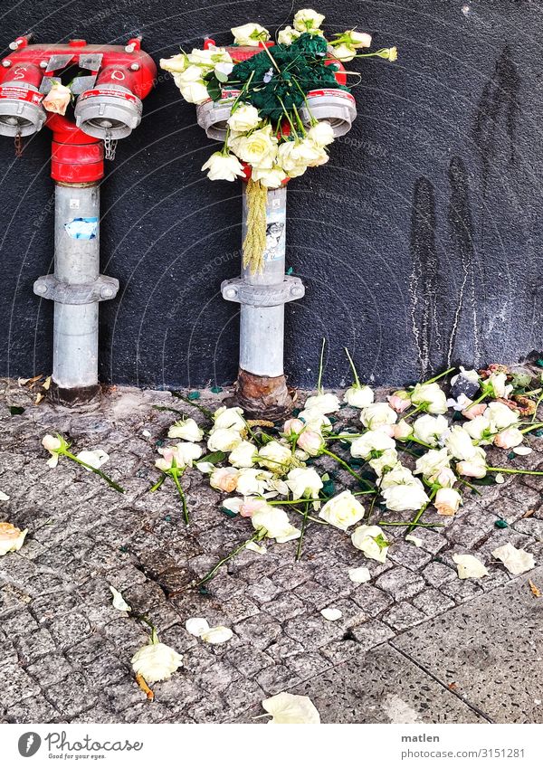 flower water Plant Rose Deserted Wall (barrier) Wall (building) Lie Gray Green Red Black White Sadness Fire hydrant Cobblestones Limp Bouquet Flowery pattern