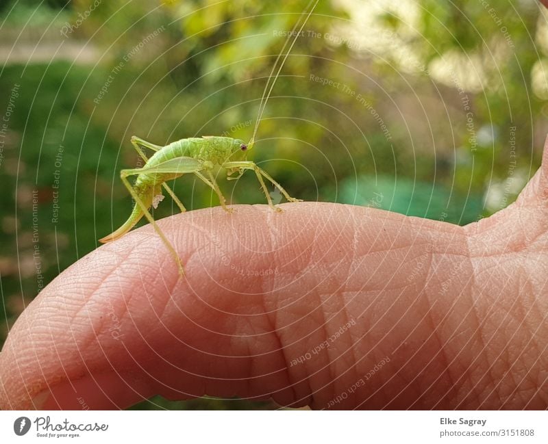 Fips the grasshopper ... Animal Beetle Locust 1 Green Nature Colour photo Exterior shot Copy Space top Isolated Image Day Deep depth of field